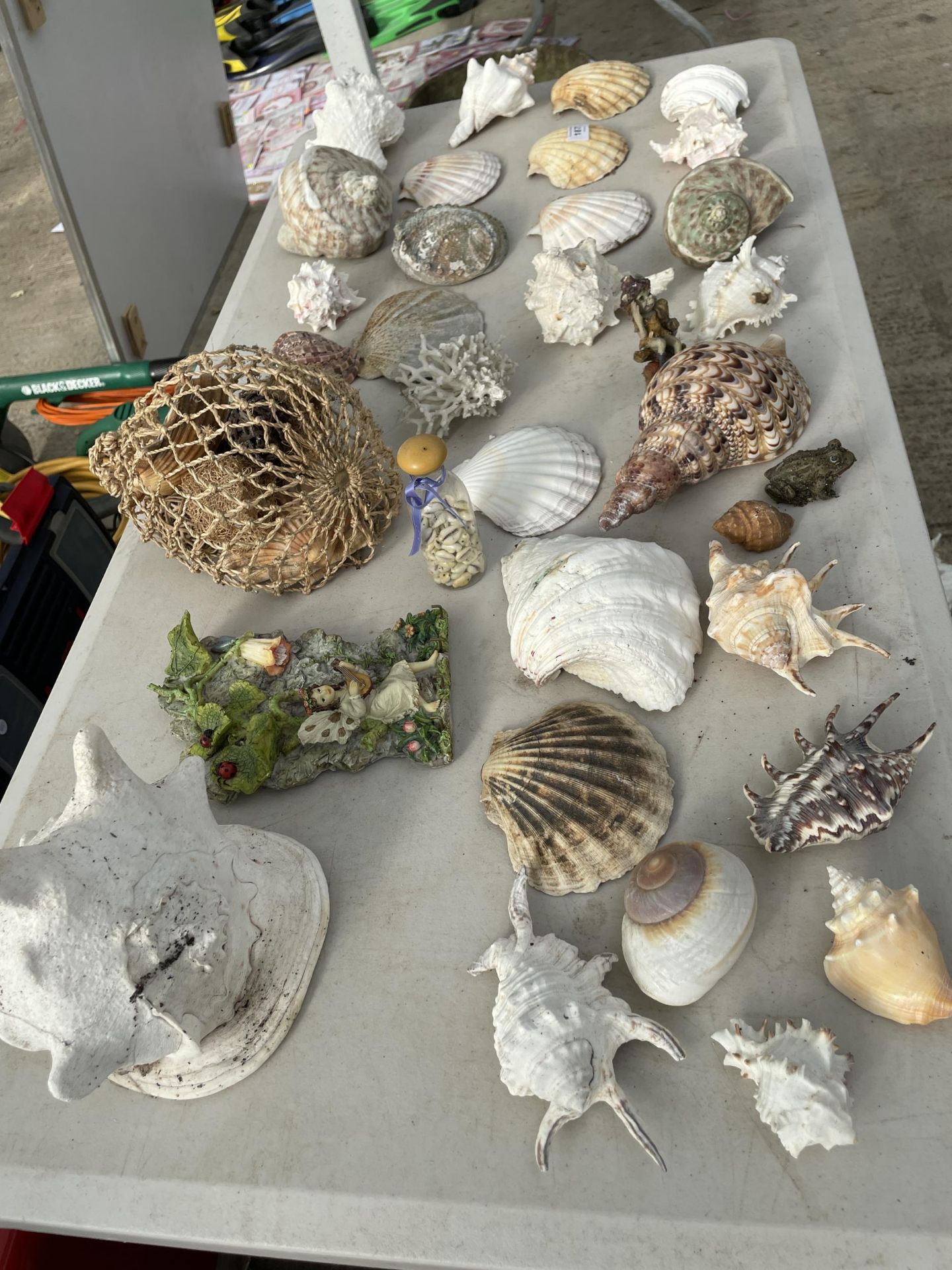 A LARGE ASSORTMENT OF DECORATIVE SEA SHELLS - Bild 2 aus 2