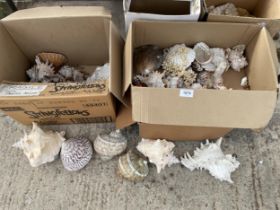 A LARGE ASSORTMENT OF DECORATIVE SEA SHELLS