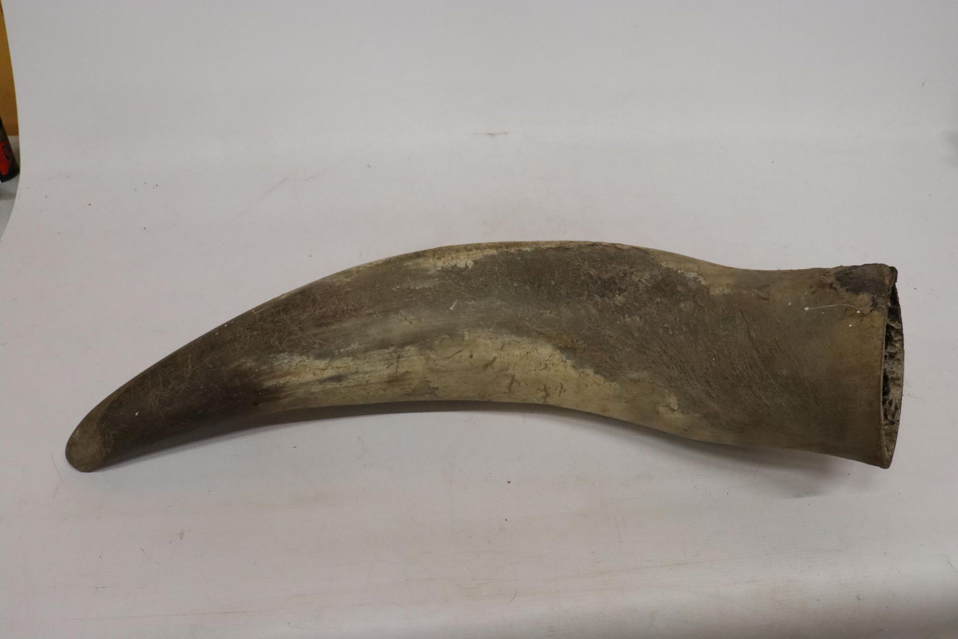 A LARGE ANIMAL HORN, LENGTH 69CM - Image 6 of 6