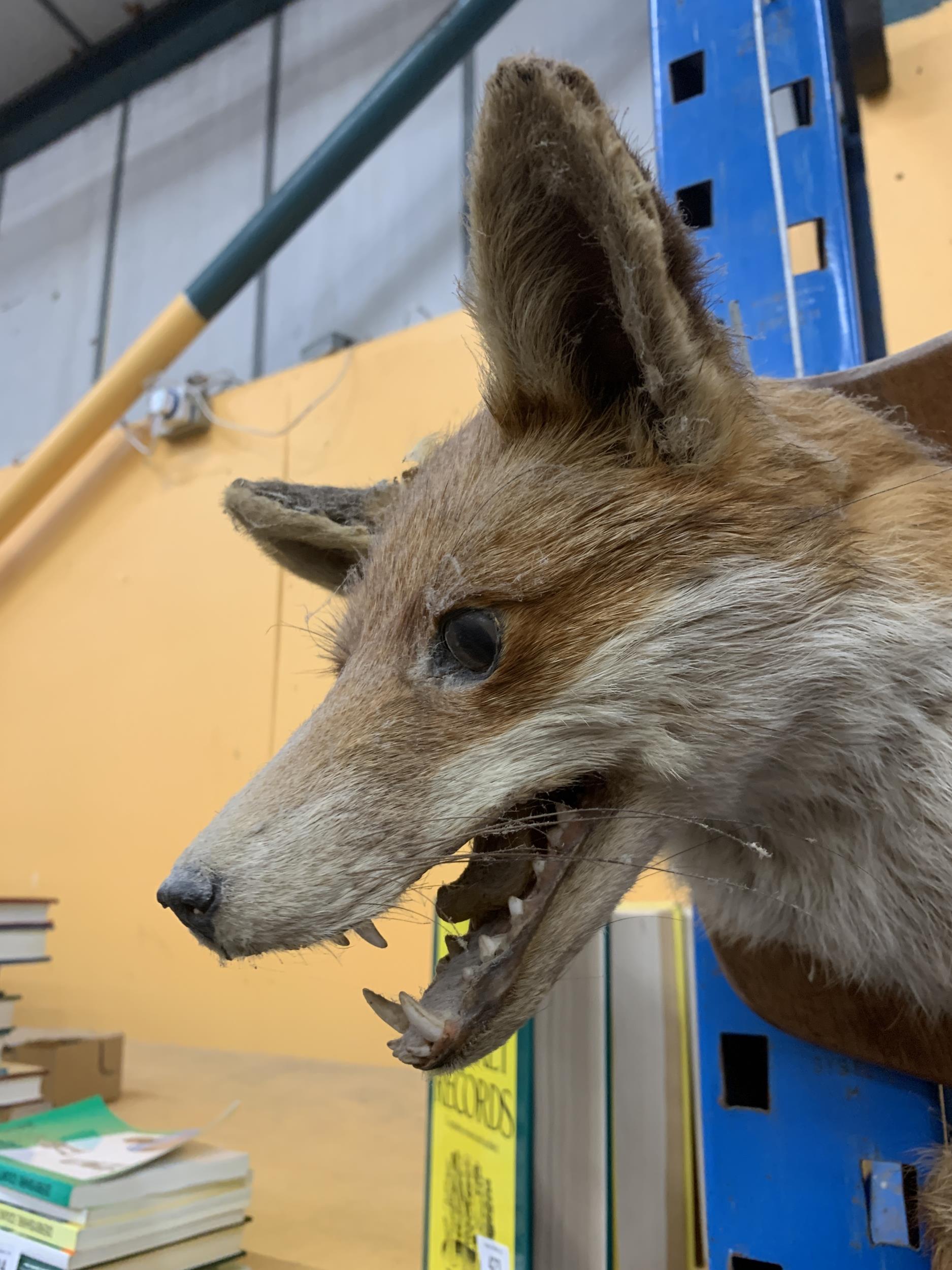 A TAXIDERMY HEAD OF A FOX HEAD AND TAIL ON A WOODEN MOUNT (EAR A/F) - Image 4 of 4