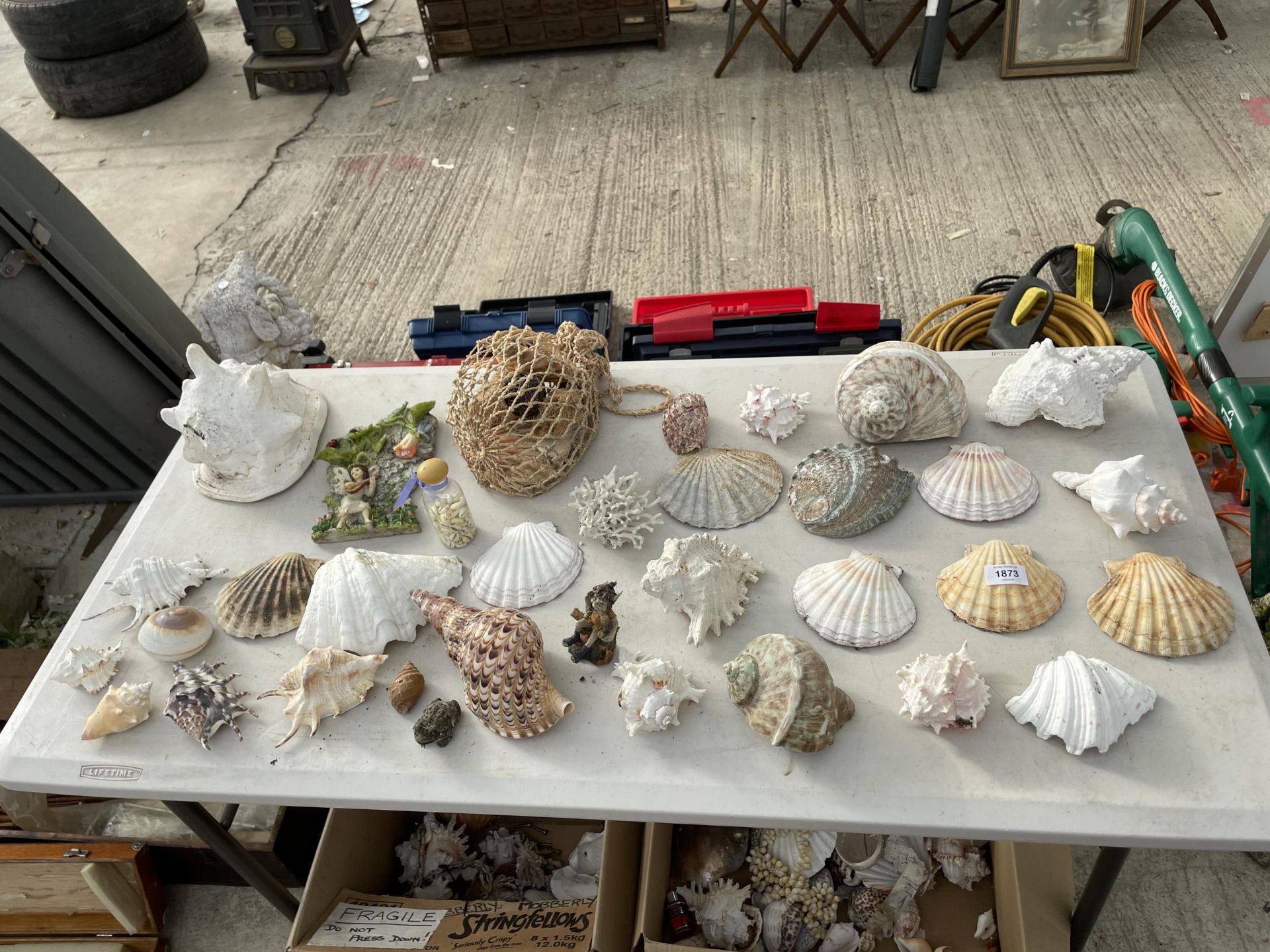 A LARGE ASSORTMENT OF DECORATIVE SEA SHELLS