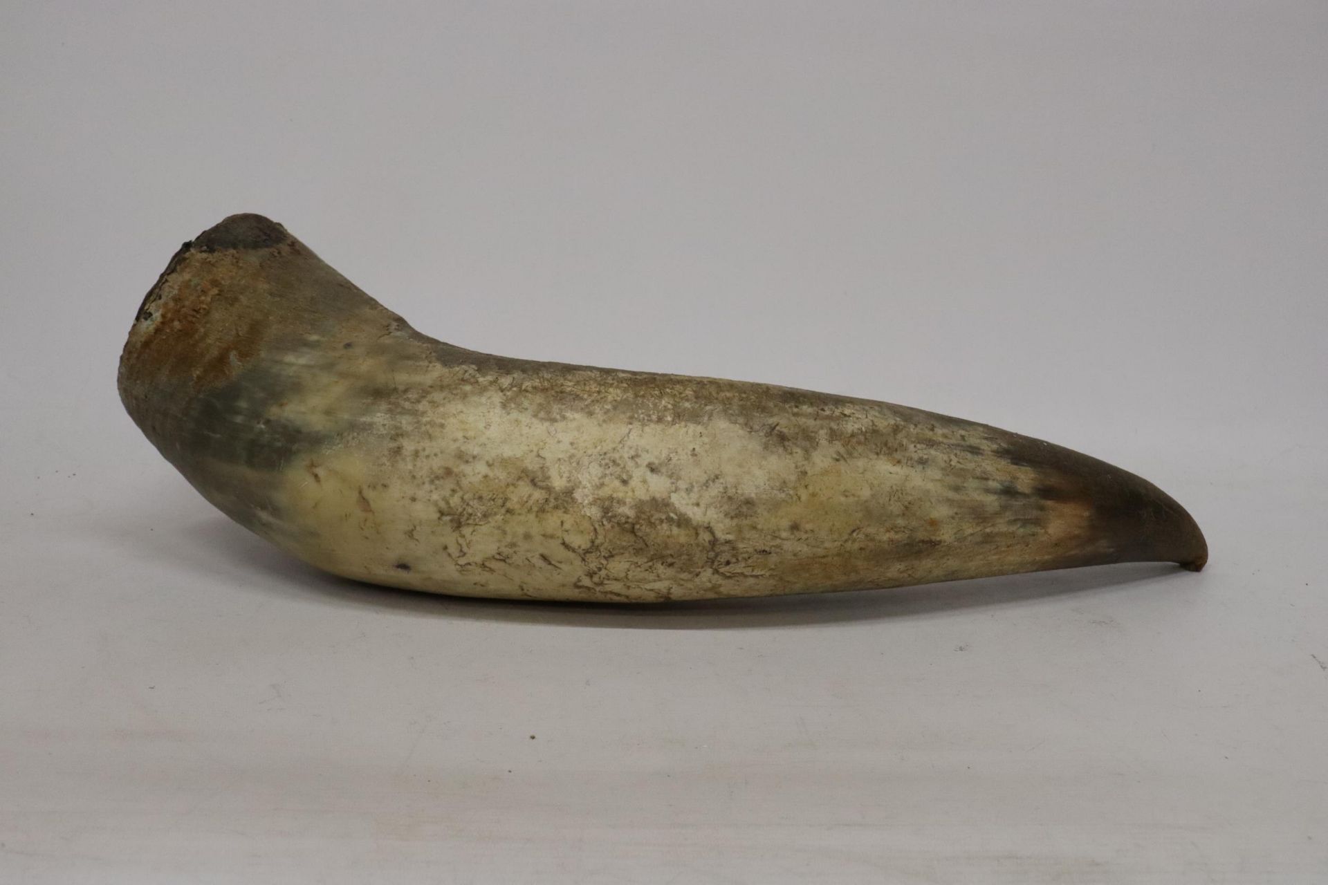 A LARGE ANIMAL HORN, LENGTH 69CM - Image 4 of 6