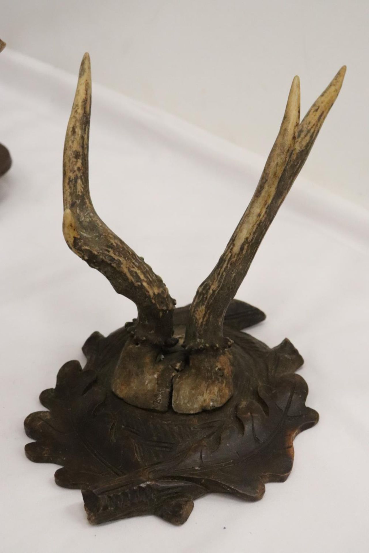 FOUR ROEBUCK DEER ANTLERS MOUNTED ON WOODEN PLINTHS - Bild 5 aus 8