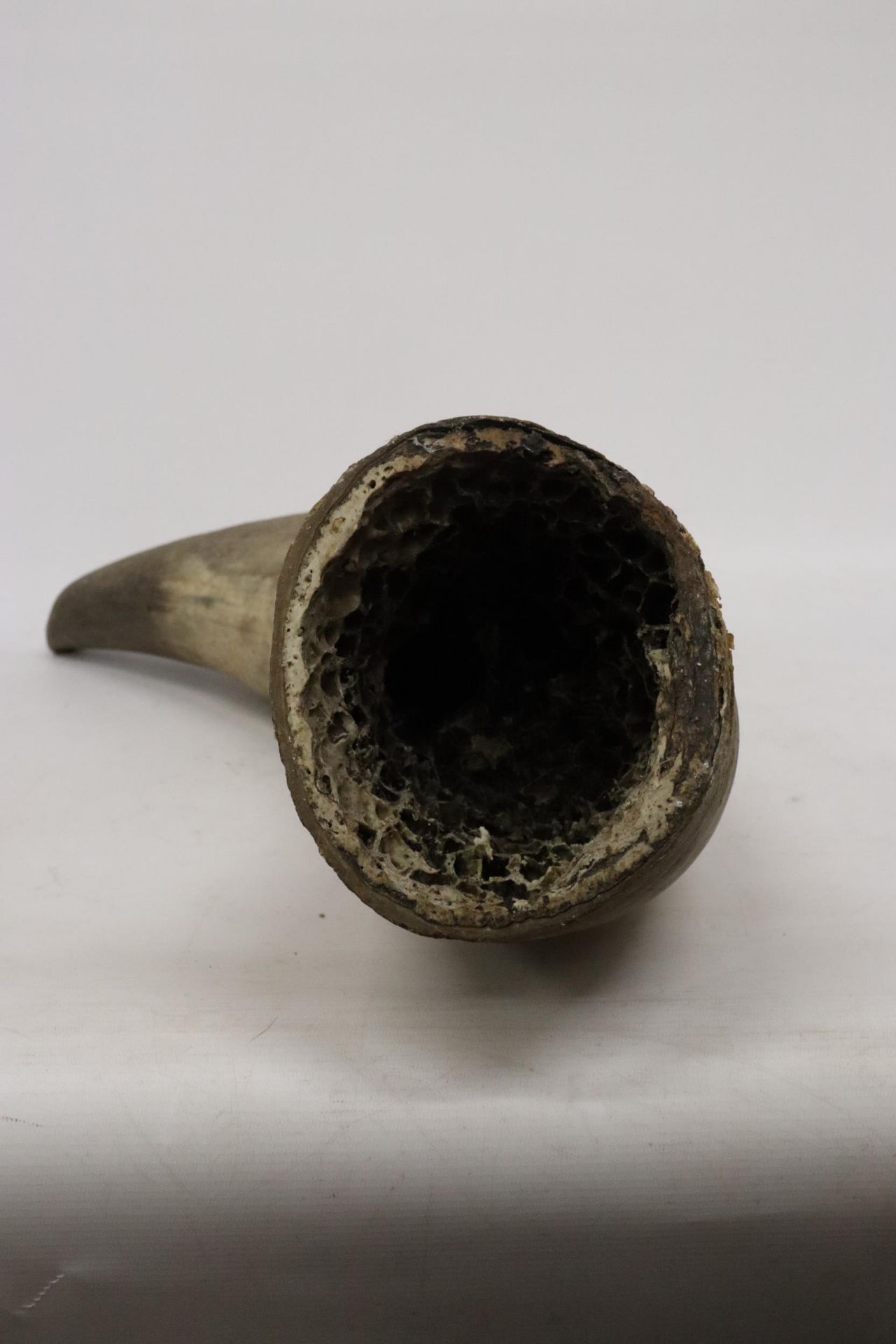 A LARGE ANIMAL HORN, LENGTH 69CM - Image 5 of 6