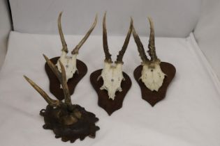 FOUR ROEBUCK DEER ANTLERS MOUNTED ON WOODEN PLINTHS