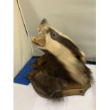 A BADGER HEAD ON A WOODEN PLINTH