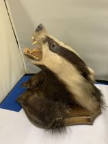 A BADGER HEAD ON A WOODEN PLINTH