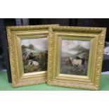 TWO OIL ON BOARD PAINTINGS OF HIGHLAND CATTLE IN GILT FRAMES, 44CM X 51CM
