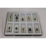 TEN BUGS/INSECTS IN LUCITE TO INCLUDE A SCORPION, SPIDER, BEETLE, ETC