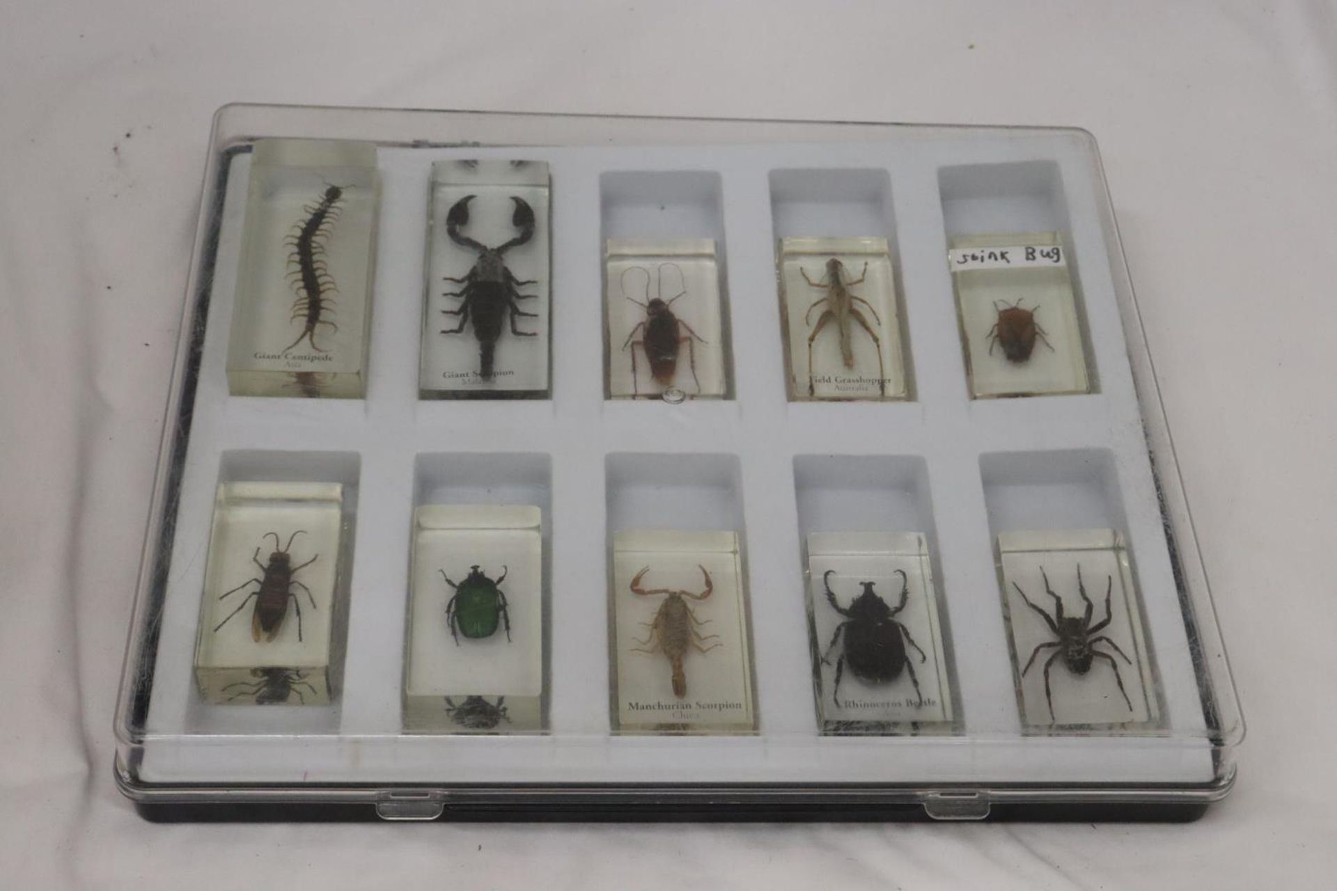 TEN BUGS/INSECTS IN LUCITE TO INCLUDE A SCORPION, SPIDER, BEETLE, ETC