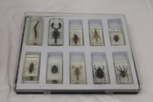 TEN BUGS/INSECTS IN LUCITE TO INCLUDE A SCORPION, SPIDER, BEETLE, ETC