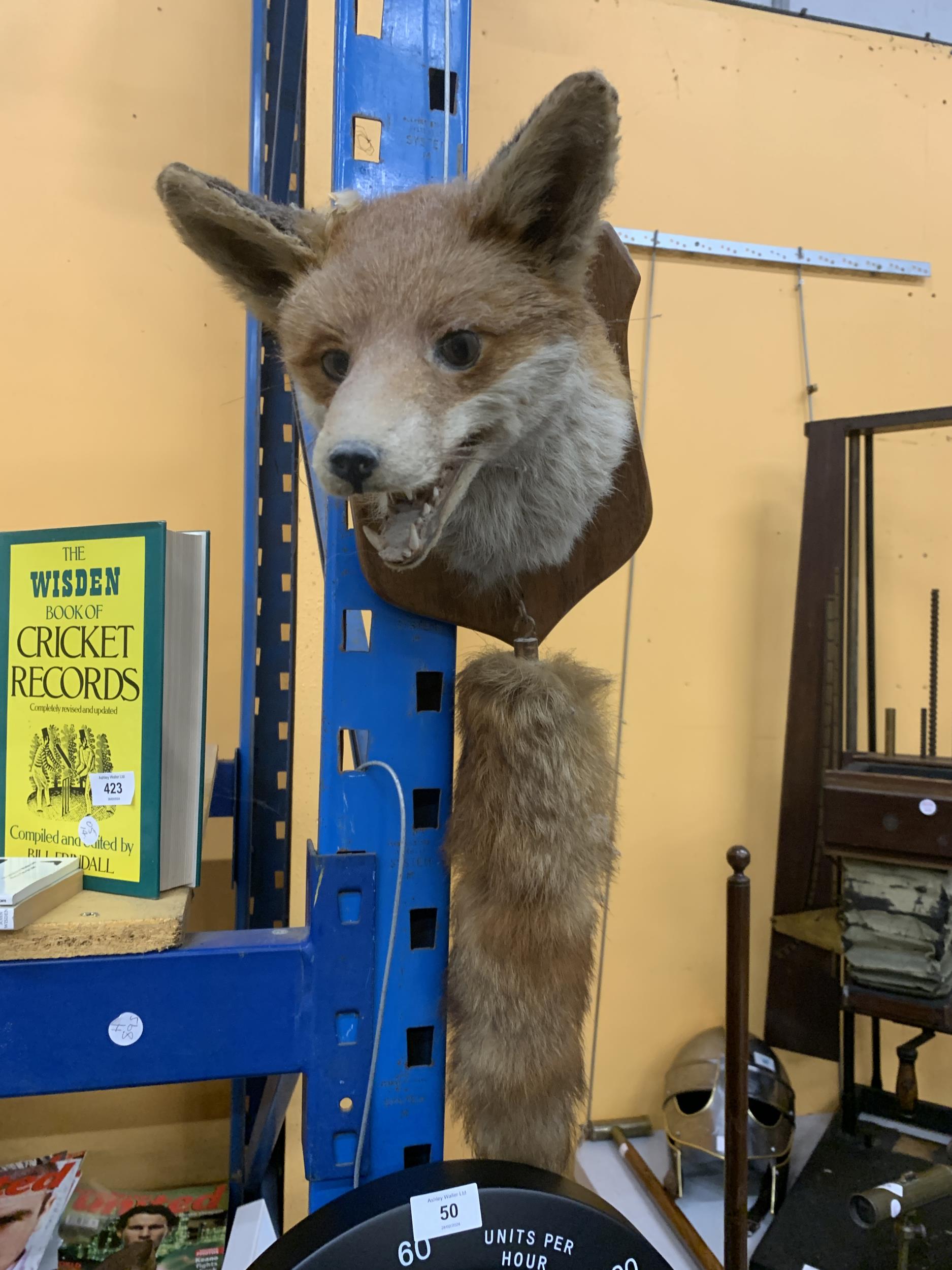 A TAXIDERMY HEAD OF A FOX HEAD AND TAIL ON A WOODEN MOUNT (EAR A/F)
