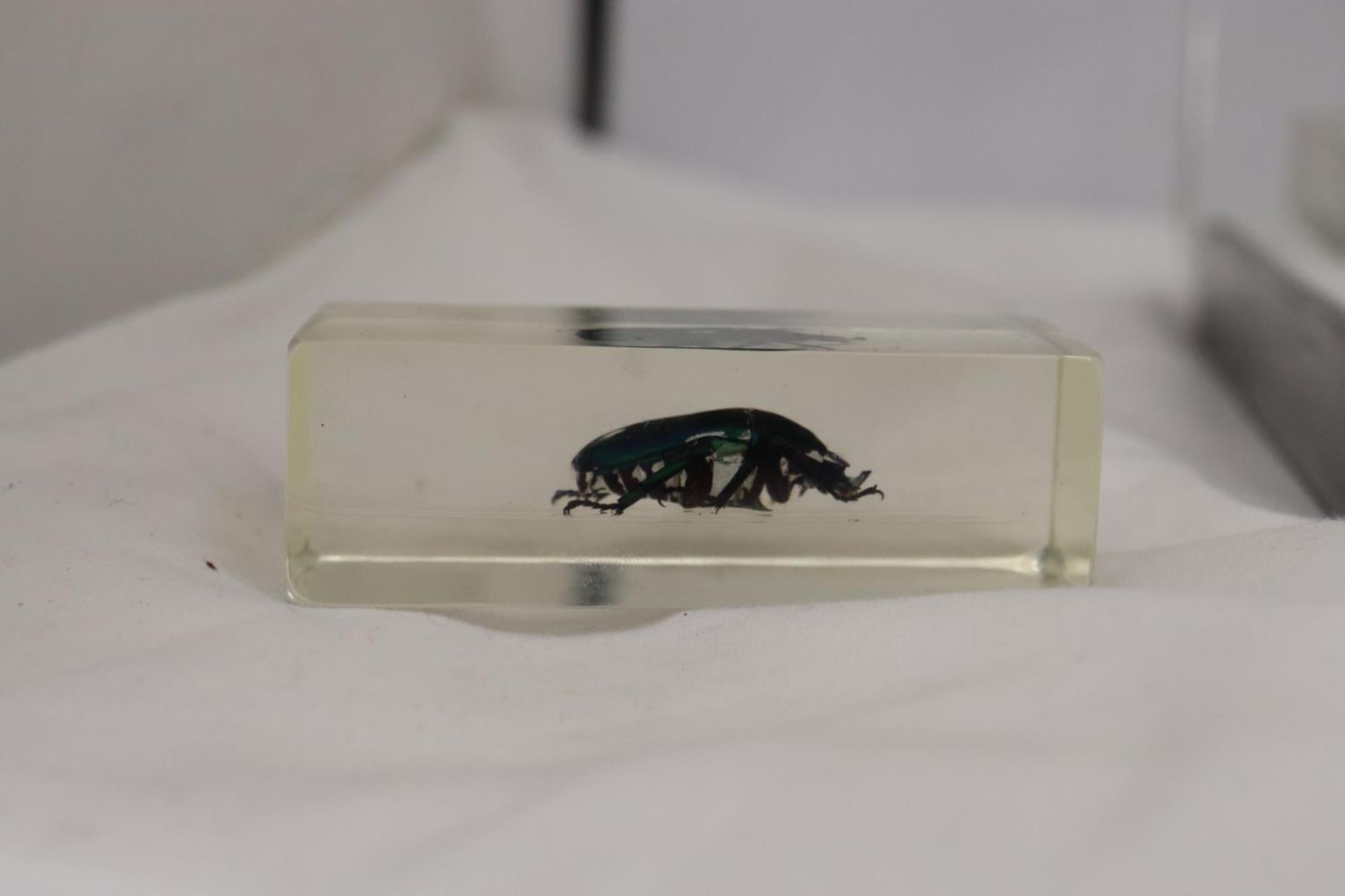 TEN BUGS/INSECTS IN LUCITE TO INCLUDE A SCORPION, SPIDER, BEETLE, ETC - Bild 6 aus 7