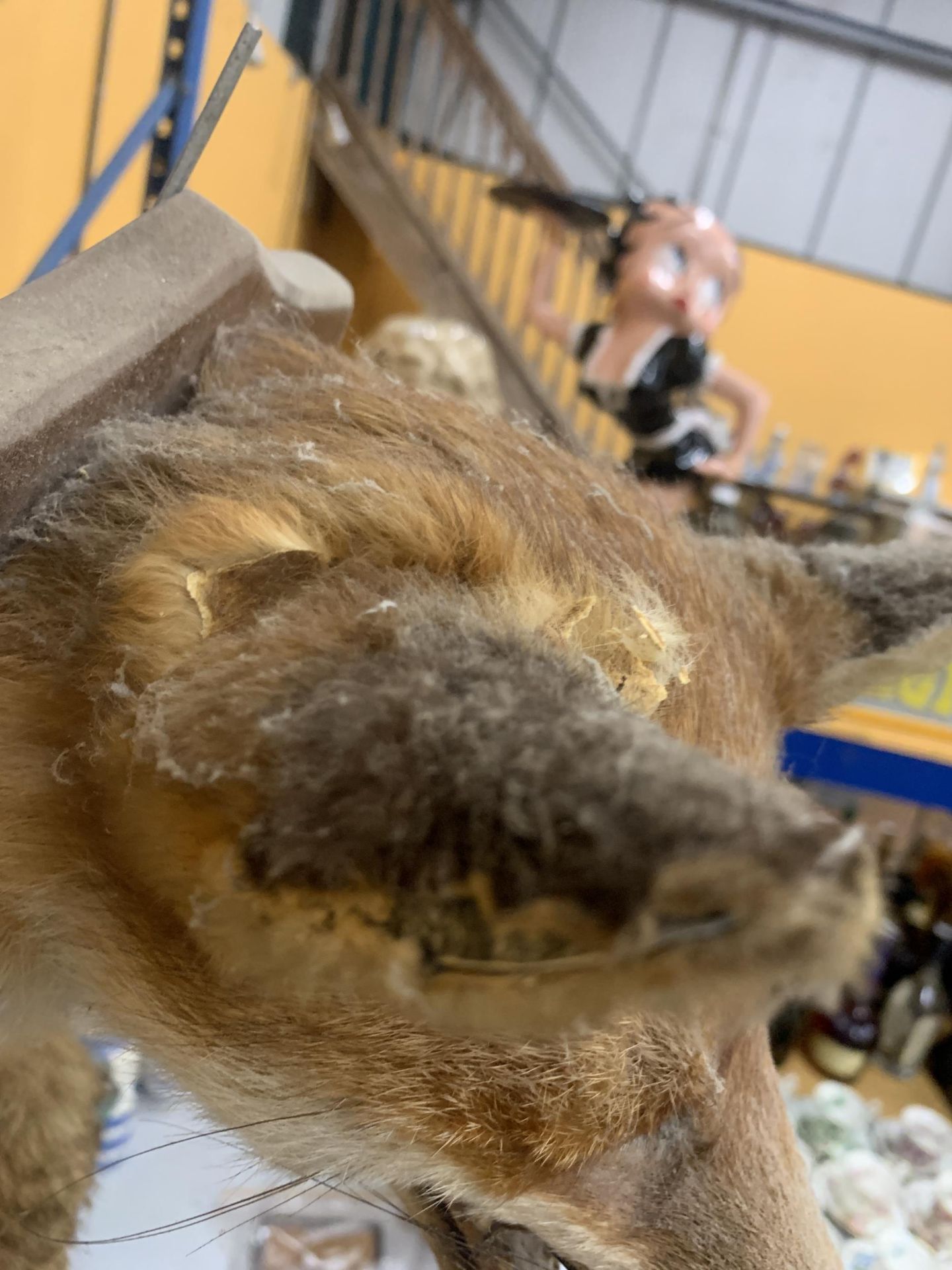 A TAXIDERMY HEAD OF A FOX HEAD AND TAIL ON A WOODEN MOUNT (EAR A/F) - Image 3 of 4