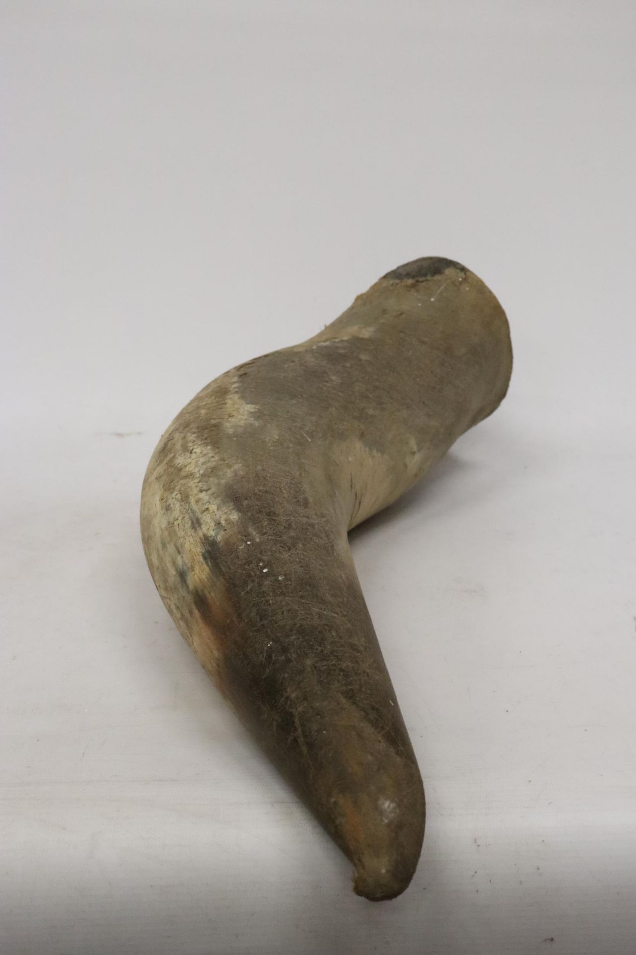 A LARGE ANIMAL HORN, LENGTH 69CM - Image 3 of 6