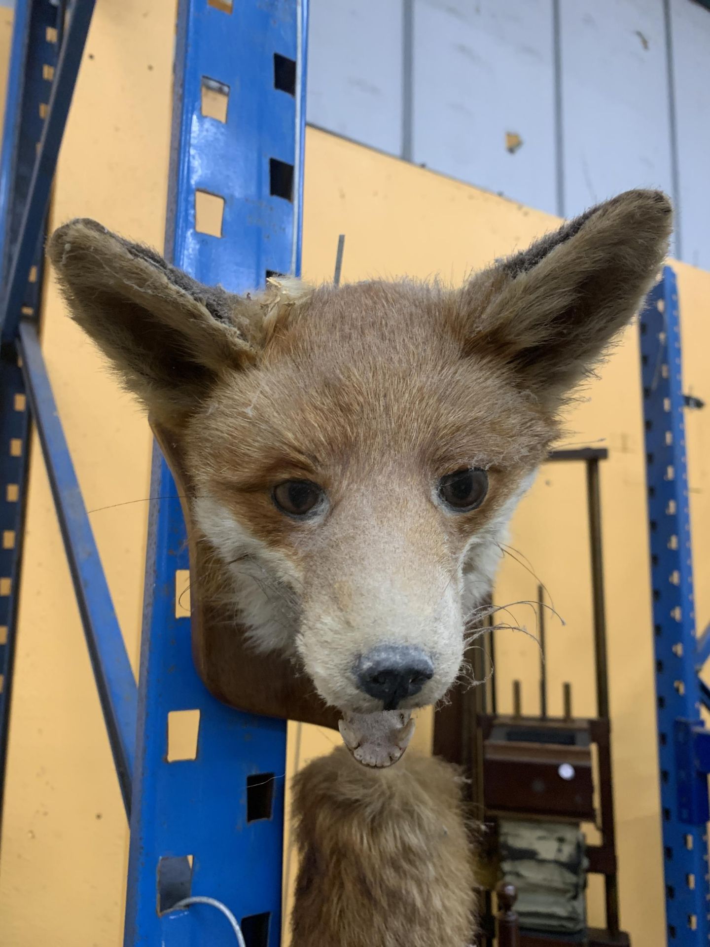 A TAXIDERMY HEAD OF A FOX HEAD AND TAIL ON A WOODEN MOUNT (EAR A/F) - Image 2 of 4
