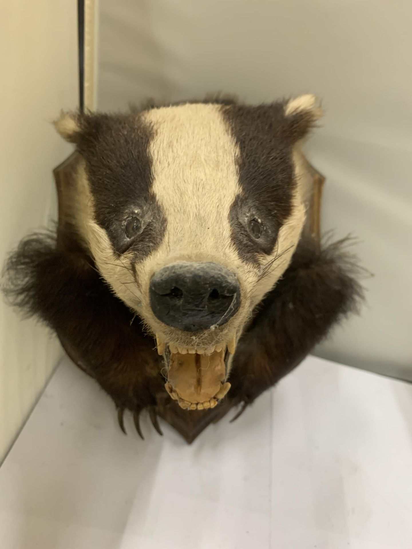 A BADGER HEAD ON A WOODEN PLINTH - Image 2 of 3