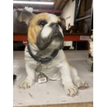 A LARGE HEAVY SOLID BULLDOG WITH REAL COLLAR, HEIGHT 29CM