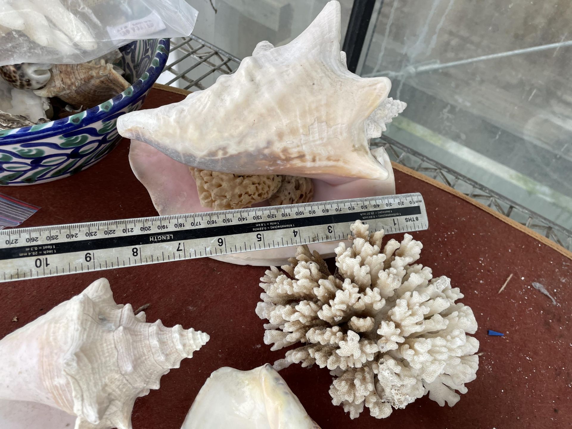 A LARGE ASSORTMENT OF DECORATIVE SEA SHELLS - Bild 5 aus 6