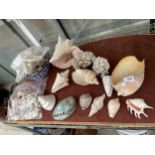 A LARGE ASSORTMENT OF DECORATIVE SEA SHELLS