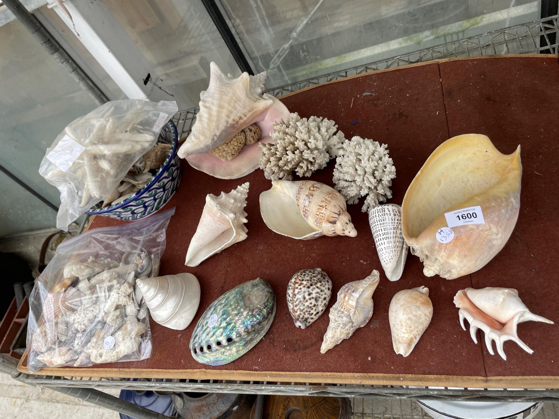 A LARGE ASSORTMENT OF DECORATIVE SEA SHELLS