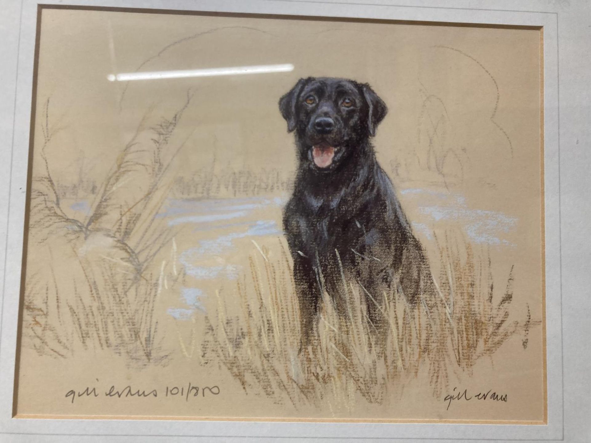 TWO FRAMED STUDIES OF A BLACK LABRADOR TO INCLUDE A WATER COLOUR AND A PASTEL - Image 3 of 3