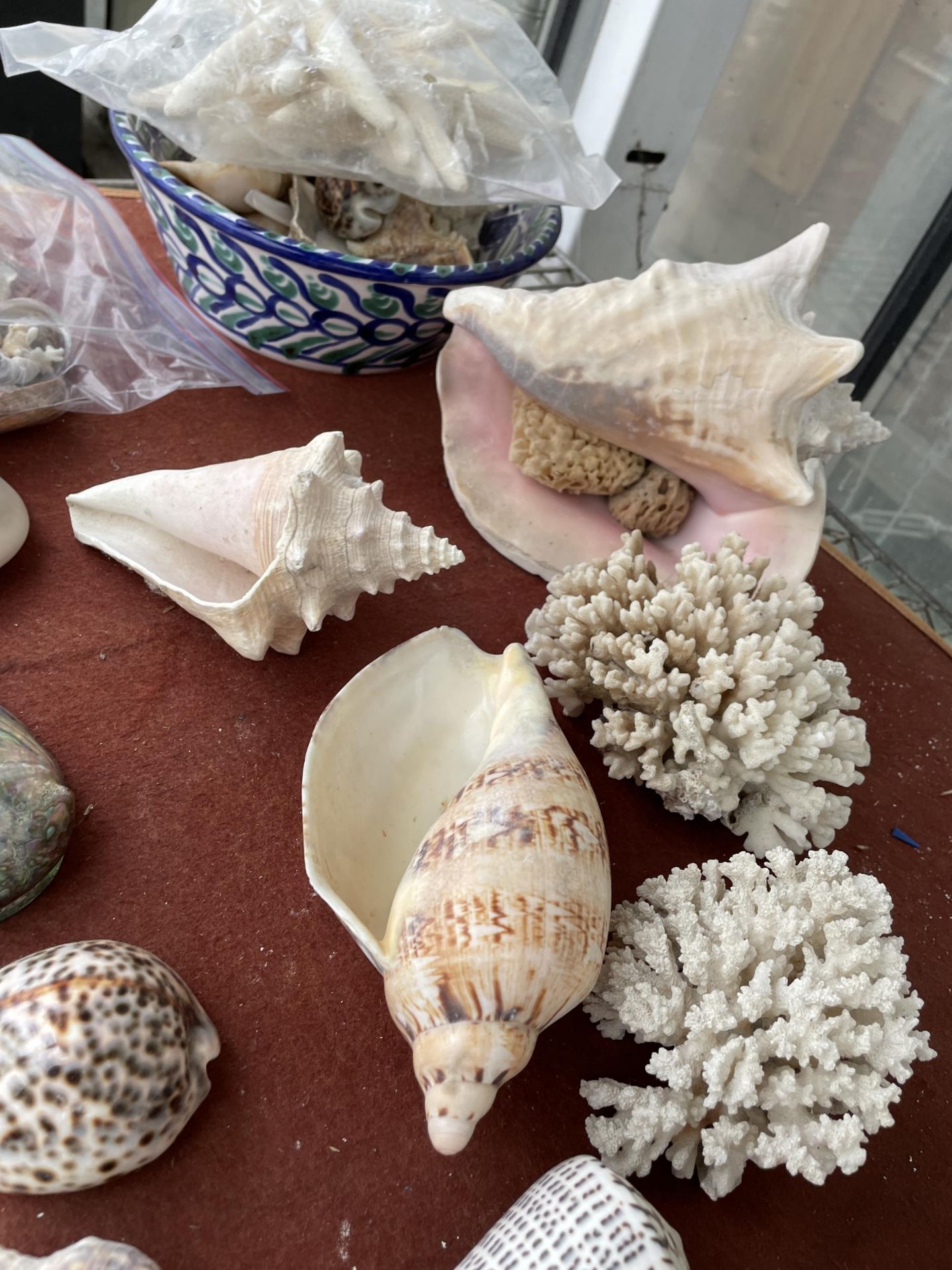 A LARGE ASSORTMENT OF DECORATIVE SEA SHELLS - Bild 2 aus 6