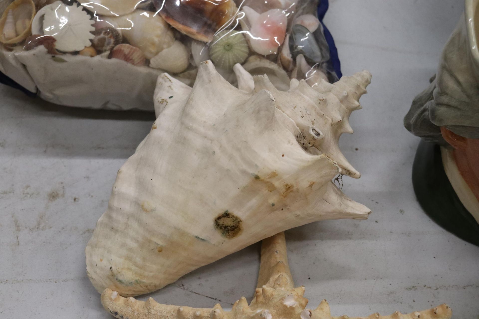 A LARGE COLLECTION OF SHELLS - Image 4 of 8