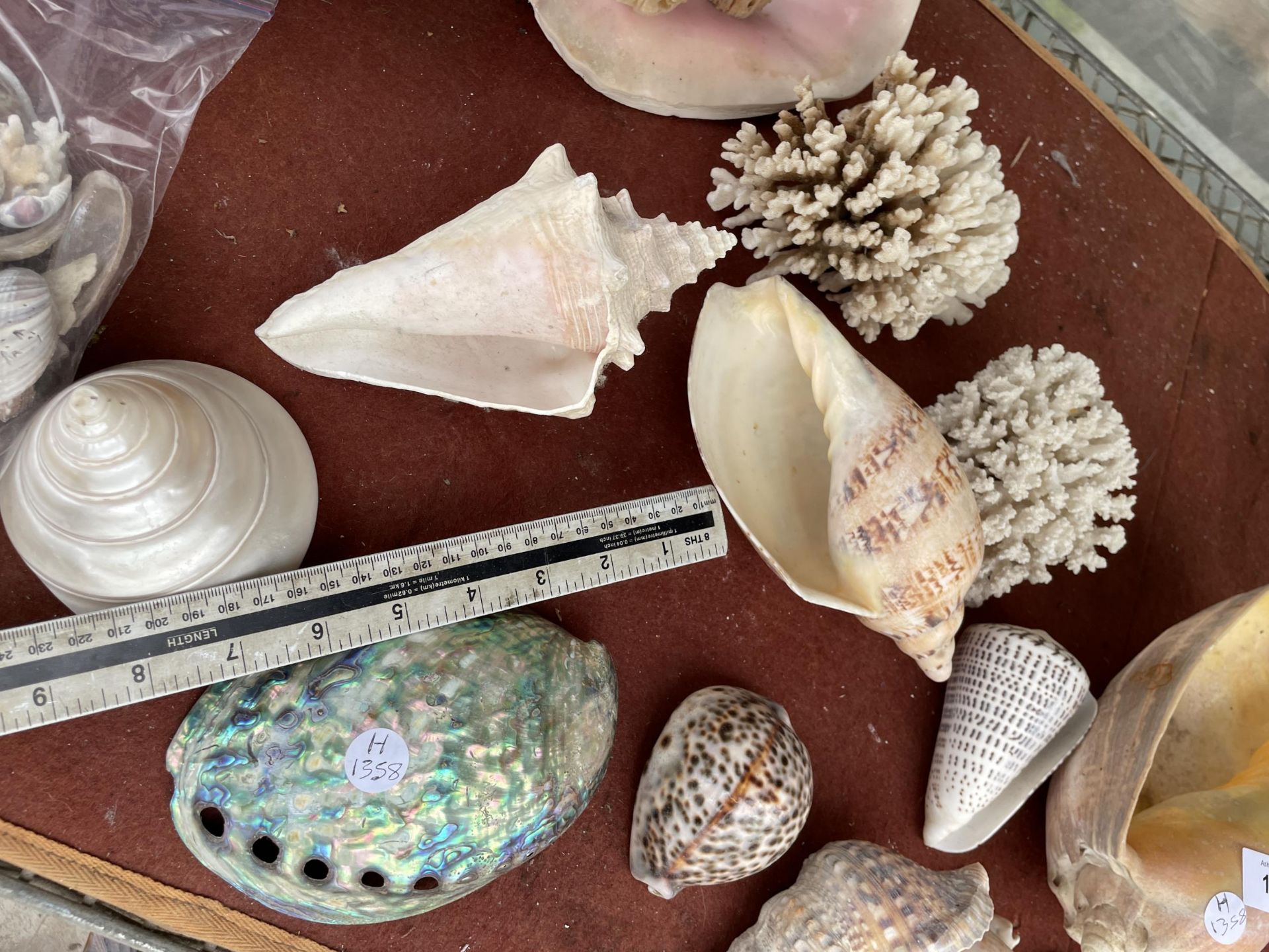 A LARGE ASSORTMENT OF DECORATIVE SEA SHELLS - Bild 6 aus 6