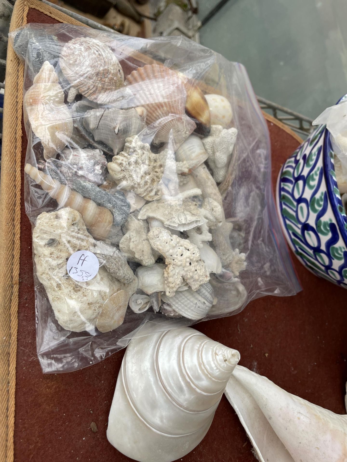 A LARGE ASSORTMENT OF DECORATIVE SEA SHELLS - Bild 3 aus 6