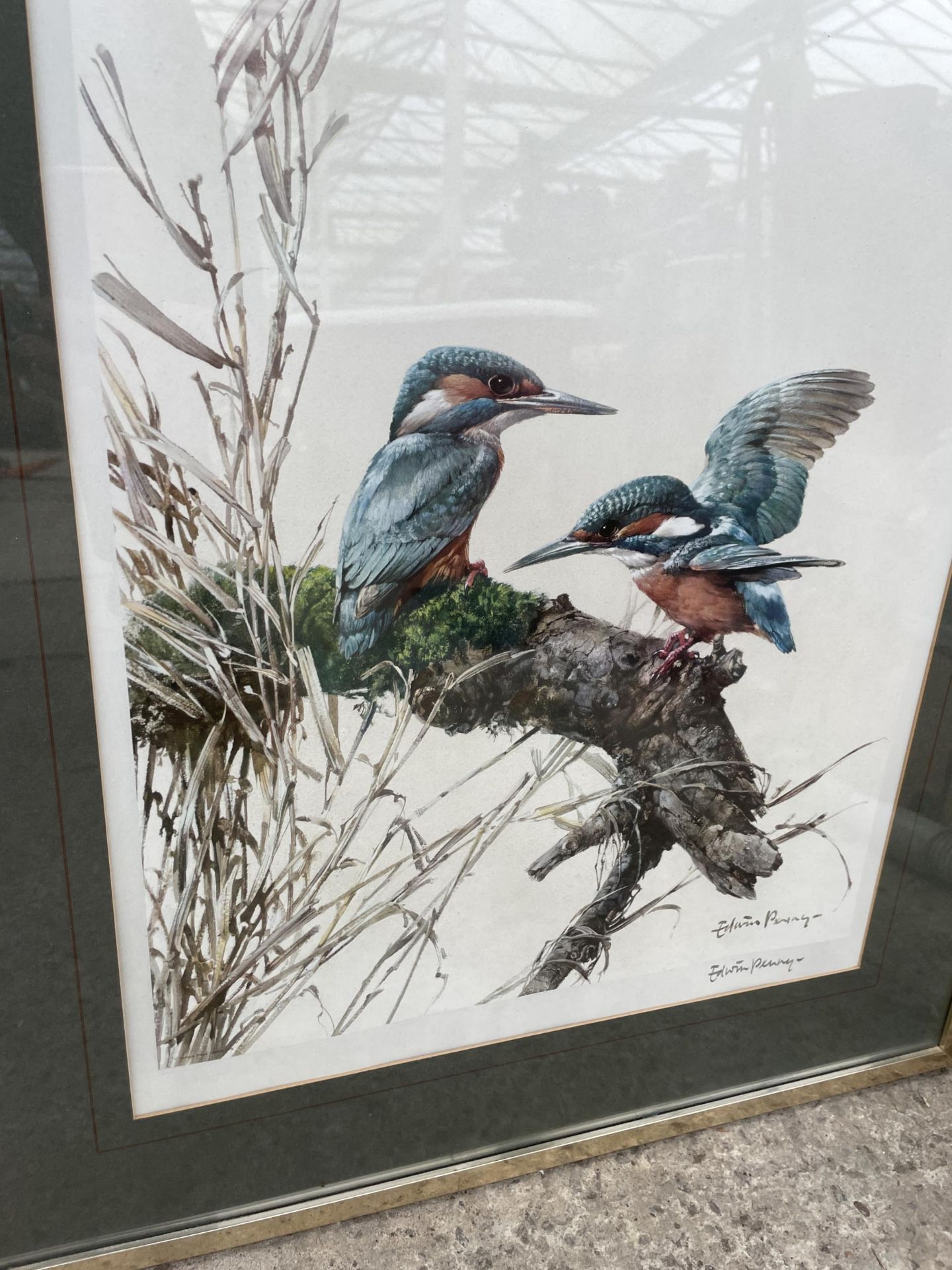 TWO FRAMED PRINTS TO INCLUDE A PAIR OF KINGFISHERS ETC - Image 2 of 2