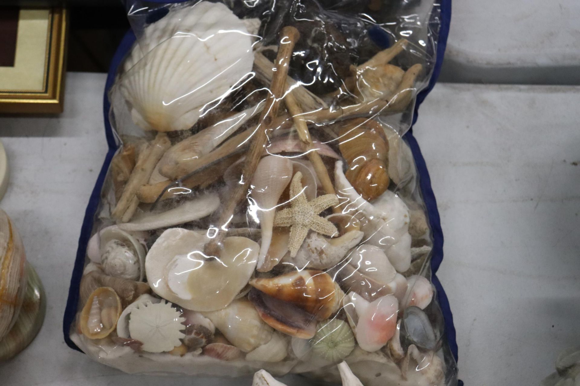 A LARGE COLLECTION OF SHELLS - Image 5 of 8