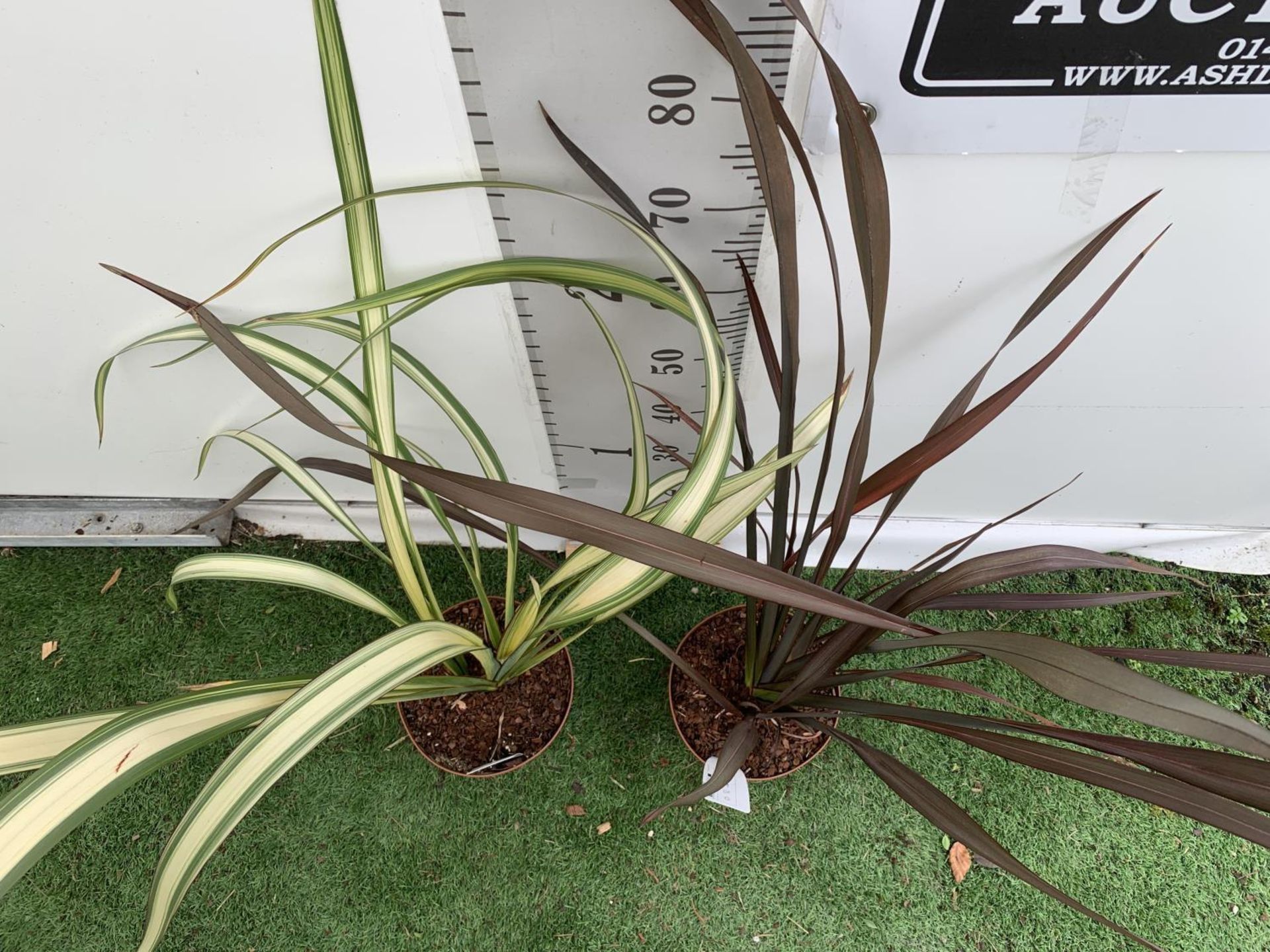 TWO PHORMIUM TENAX 'CREAM DELIGHT' AND 'PLATTS BLACK' IN 3LTR POTS APPROX 80CM IN HEIGHT PLUS VAT TO - Image 5 of 6
