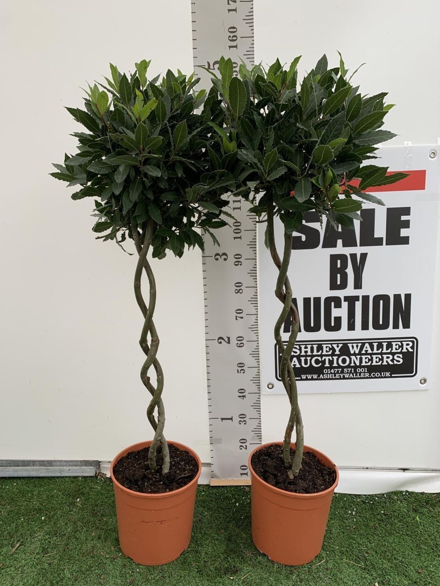 TWO DOUBLE SPIRAL LAURUS BAY TREES APPROX 150CM IN HEIGHT IN 7.5 LTR POTS PLUS VAT TO BE SOLD FOR - Image 5 of 16