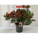 ONE LARGE SKIMMIA JAPONICA 'PABELLA' PLANT IN 5 LTR POT APPROX 75CM IN HEIGHT PLUS VAT