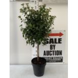 ONE LARGE VIBURNUM TINUS 'EVE PRICE' STANDARD TREE IN A 10 LTR POT APPROX 125CM IN HEIGHT PLUS VAT