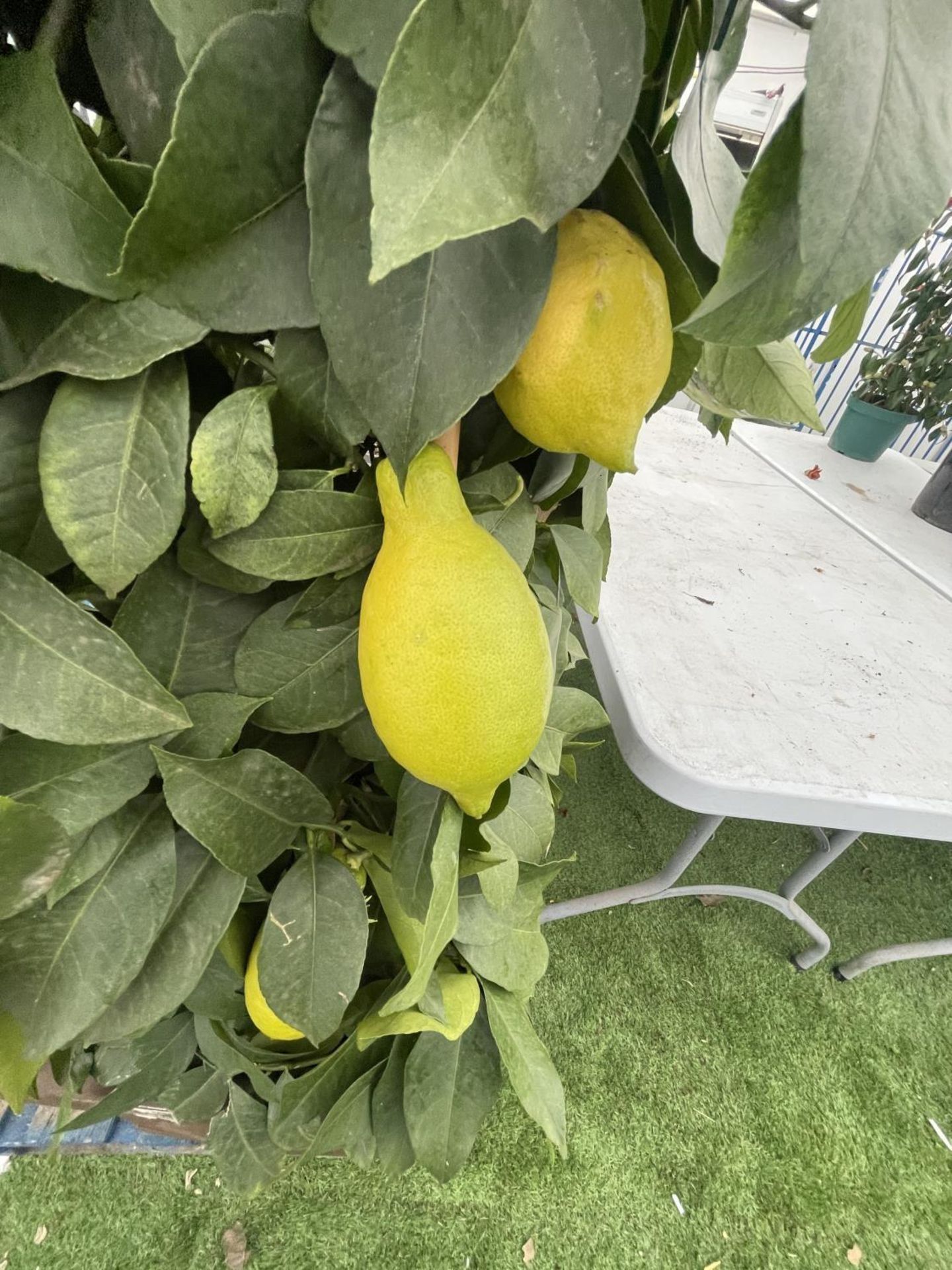 A CITRUS LEMON PYRAMID OVER 180CM TALL WITH FRUIT IN A 38CM SQUARE POT NO VAT - Image 3 of 5