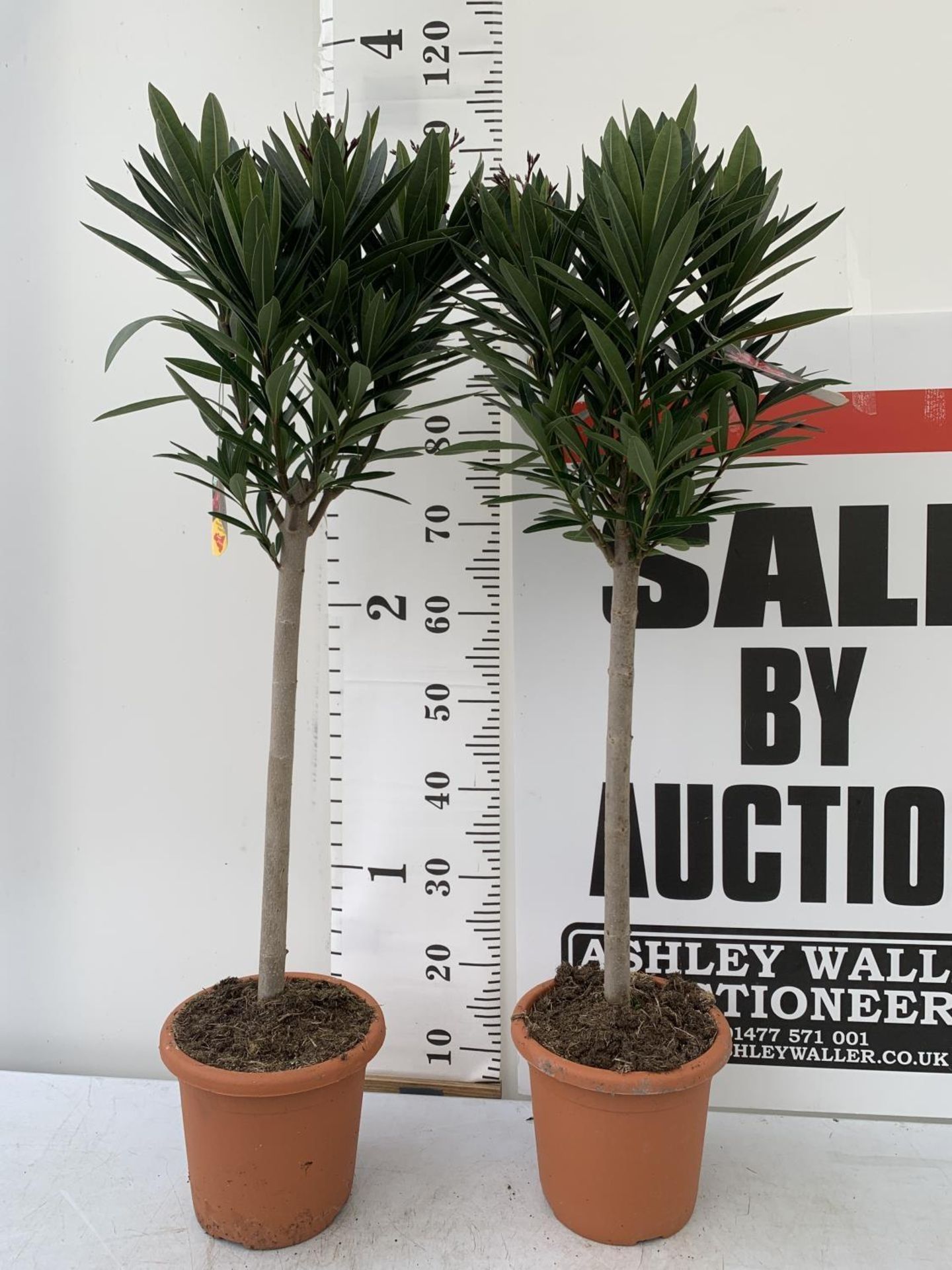 TWO NERIUM OLEANDER STANDARD TREES 'DOUBLE PINK' APPROX 110CM IN HEIGHT IN 4 LTR POTS PLUS VAT TO BE