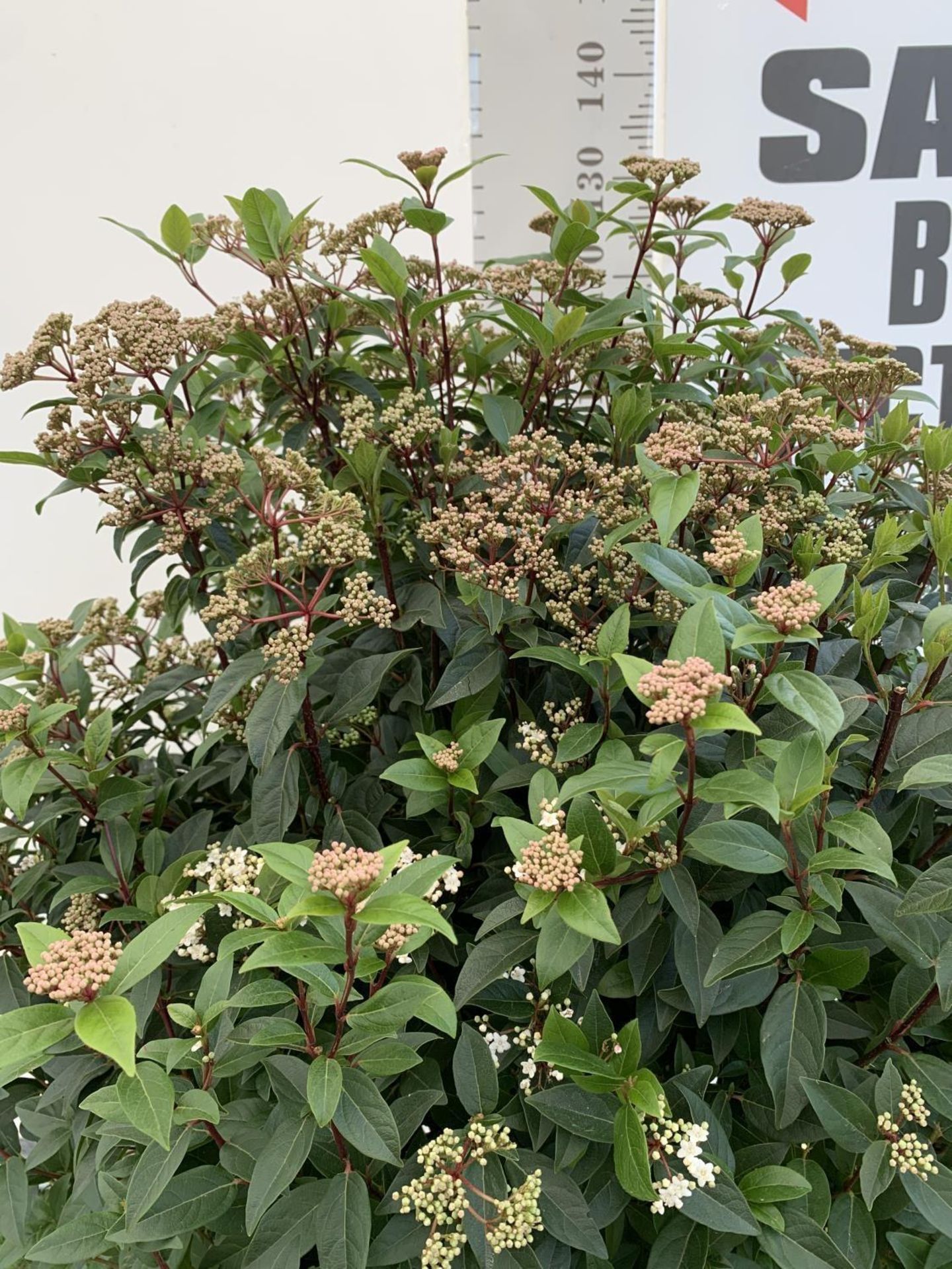 ONE LARGE VIBURNUM TINUS OVER 130CM IN HEIGHT IN A 20 LTR POT PLUS VAT - Image 3 of 6