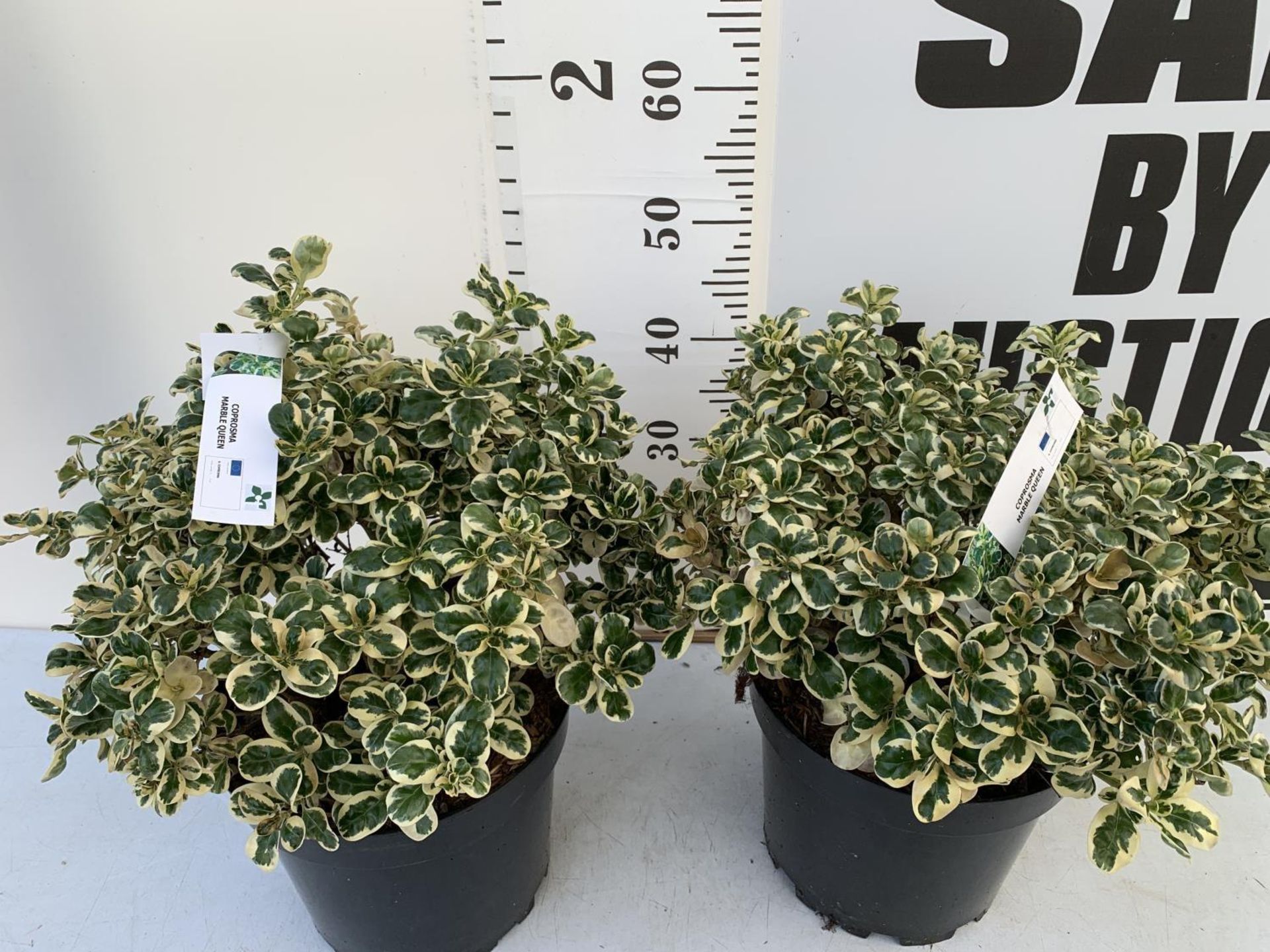 TWO COPROSMA 'MARBLE QUEEN' APPROX 50 CM IN HEIGHT IN 10 LTR POTS PLUS VAT TO BE SOLD FOR THE TWO - Image 4 of 6