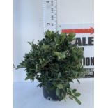 ONE RHAPHIOLEPIS UMBELLATA BUSH APPROX 80CM IN HEIGHT IN A 15 LTR POT PLUS VAT