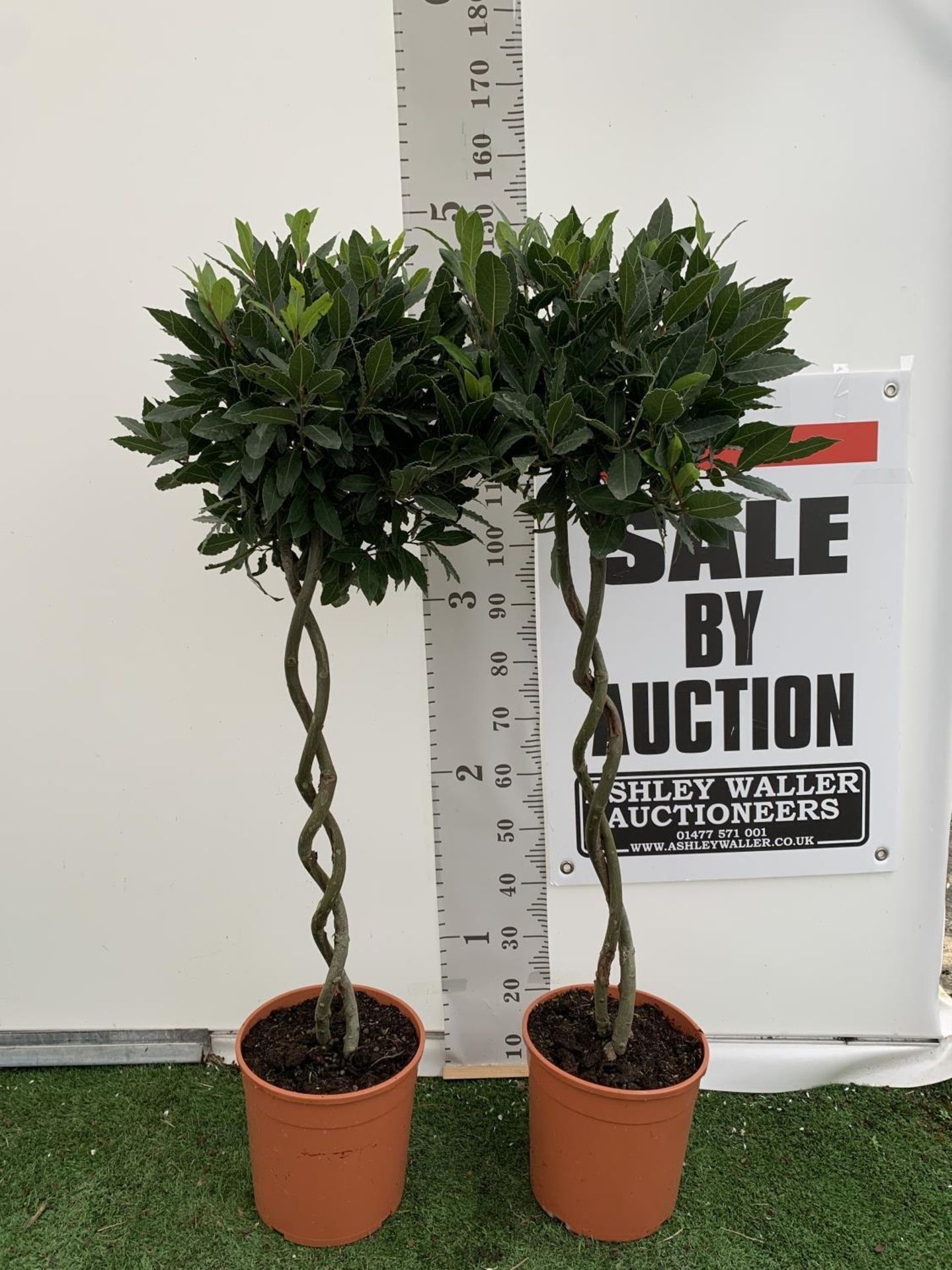 TWO DOUBLE SPIRAL LAURUS BAY TREES APPROX 150CM IN HEIGHT IN 7.5 LTR POTS PLUS VAT TO BE SOLD FOR - Image 3 of 16