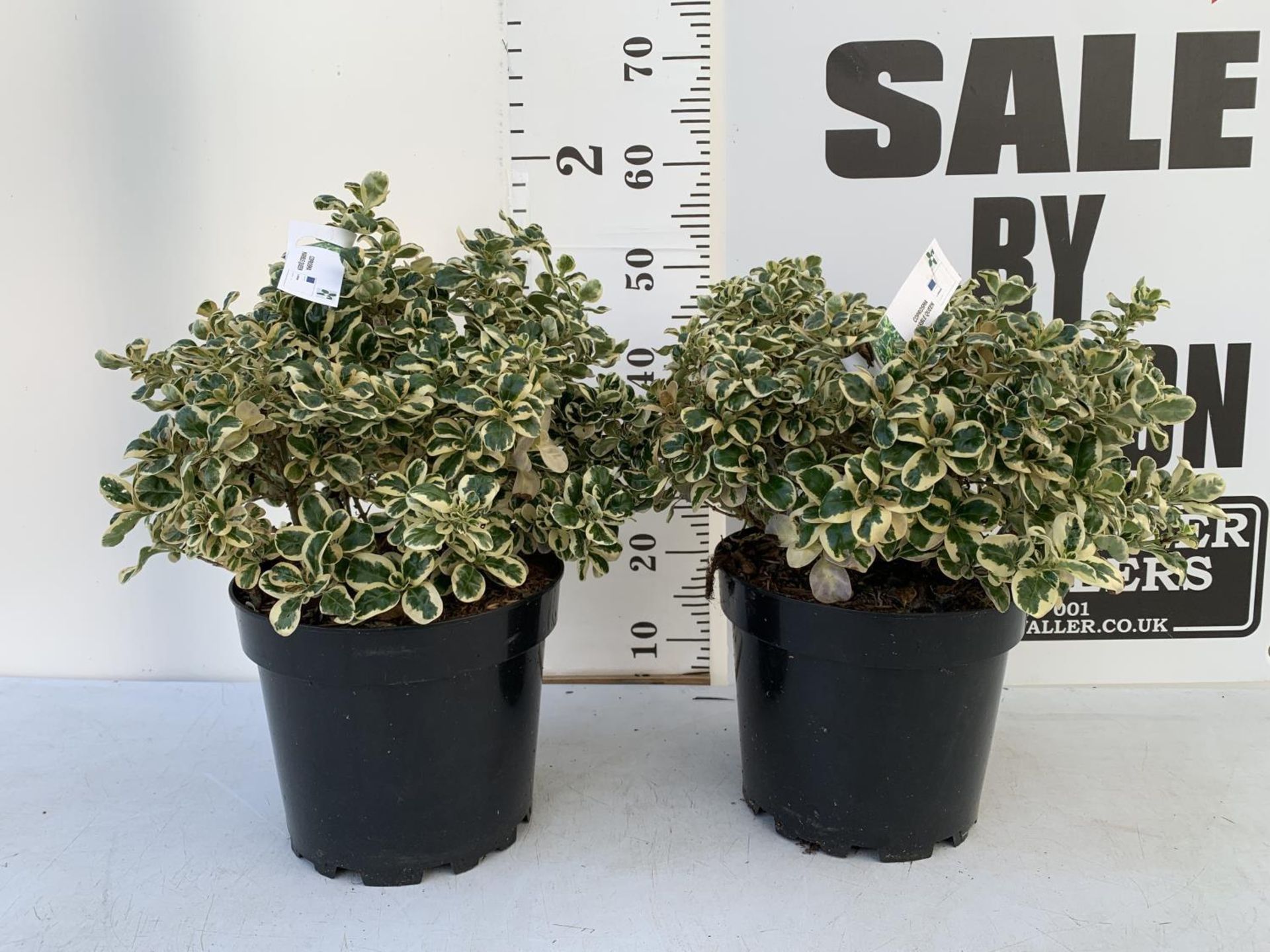 TWO COPROSMA 'MARBLE QUEEN' APPROX 50 CM IN HEIGHT IN 10 LTR POTS PLUS VAT TO BE SOLD FOR THE TWO