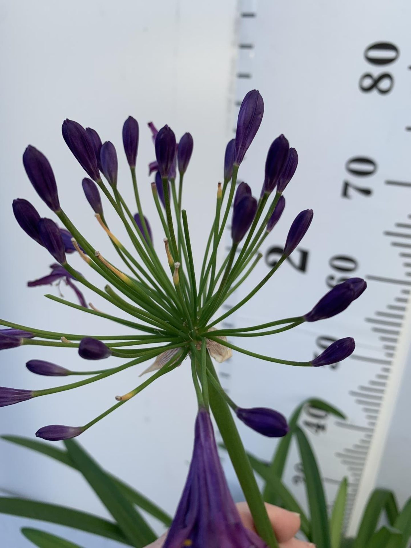 TWO LARGE AGAPANTHUS POPPIN PURPLE OVER 80CM TALL IN 5 LTR POTS TO BE SOLD FOR THE TWO + VAT - Image 4 of 4