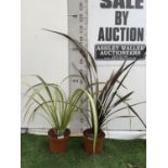 TWO PHORMIUM TENAX 'CREAM DELIGHT' AND 'PLATTS BLACK' IN 3LTR POTS APPROX 80CM IN HEIGHT PLUS VAT TO