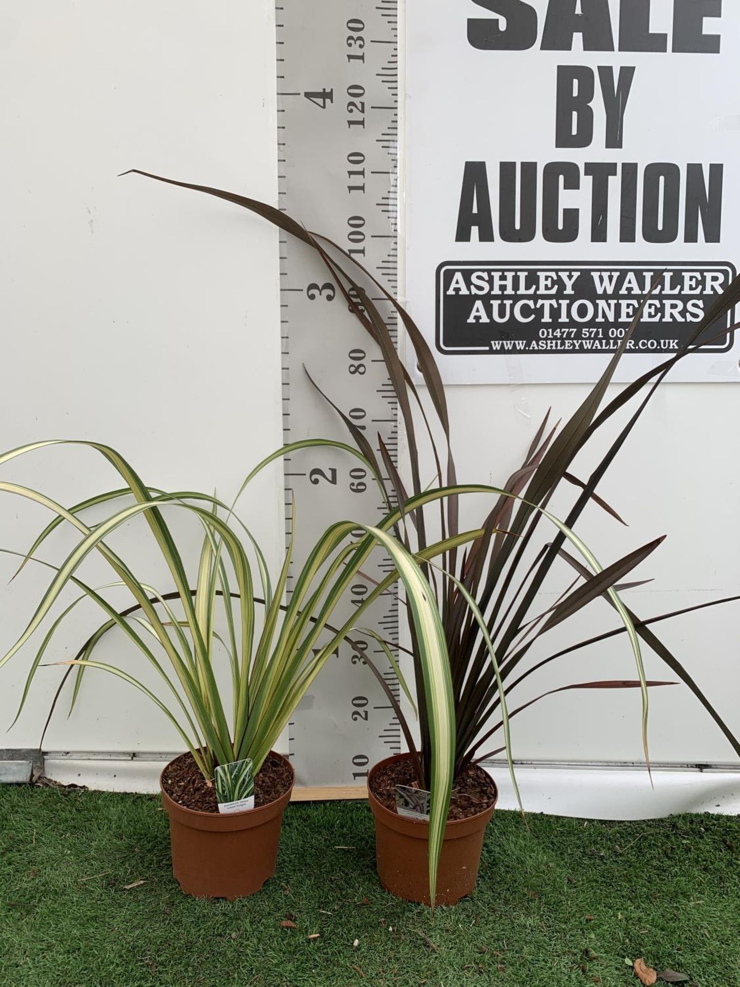 TWO PHORMIUM TENAX 'CREAM DELIGHT' AND 'PLATTS BLACK' IN 3LTR POTS APPROX 80CM IN HEIGHT PLUS VAT TO