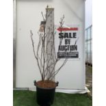 A LARGE MAGNOLIA PINK 'SUSAN' TREE OVER 2 METRES IN HEIGHT IN A 10 LTR POT PLUS VAT