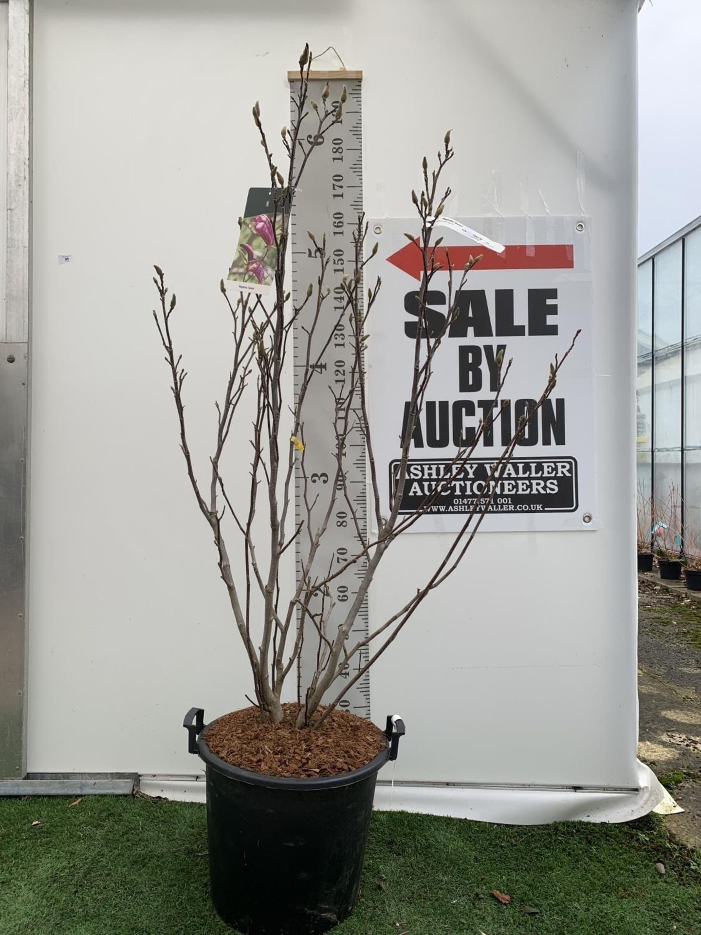 A LARGE MAGNOLIA PINK 'SUSAN' TREE OVER 2 METRES IN HEIGHT IN A 10 LTR POT PLUS VAT