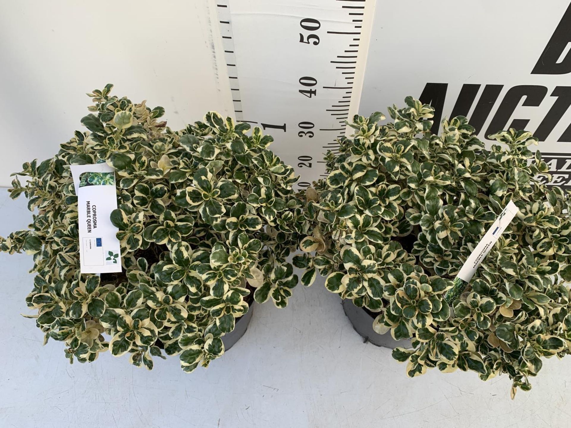 TWO COPROSMA 'MARBLE QUEEN' APPROX 50 CM IN HEIGHT IN 10 LTR POTS PLUS VAT TO BE SOLD FOR THE TWO - Image 3 of 6