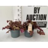 TWO HEUCHERA 'BOYSENBERRY' IN 3 LTR POTS APPROX 30CM IN HEIGHT PLUS VAT TO BE SOLD FOR THE TWO